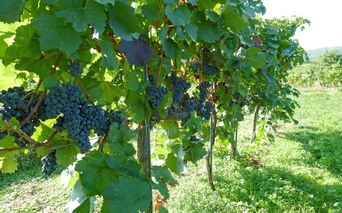 Wandertour durch Weinreben in der Wachau