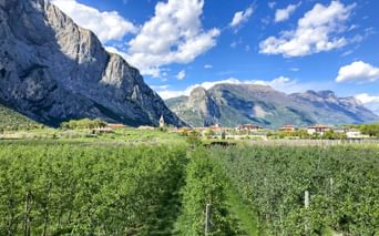 Grüne Weinreben in Pietramurata vor dramatischen Kalksteinfelsen und Bergen unter blauem Himmel mit weißen Wolken.