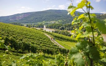 Wanderweg inmitten der Weingärten
