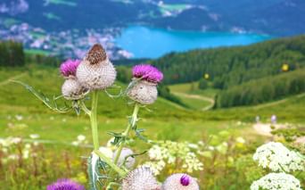 Beautiful alpine flower with lake panorama