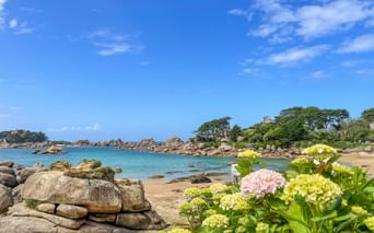 Flowers on the coast of Brittany in France