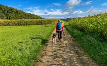 Woman with blue backpack hiking with dog on dirt path between cornfields near Treuchtlingen, Altmühltal, under blue sky with clouds.