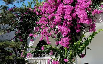 Frühlingsblumen auf Santorini