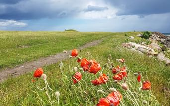 Mohnblumen am Wanderweg in Skillinge