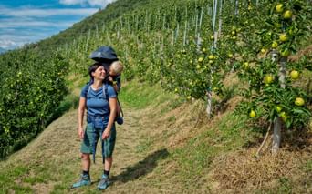 Woman hiking with child in backpack carrier through apple orchard on hillside near Lake Garda. Green apples visible on trees under blue sky.
