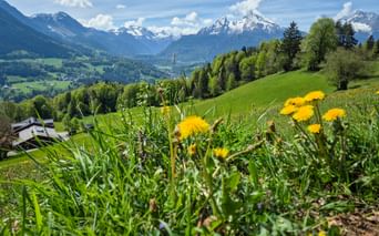Gelber Löwenzahn auf grüner Wiese mit schneebedeckten Bergen im Hintergrund. Tal mit Dorf und Wäldern in der Region Berchtesgaden sichtbar.