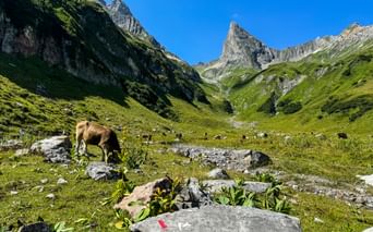 Brown cows grazing in green alpine valley with dramatic rocky peaks and blue sky. Stone markers visible in foreground meadow.