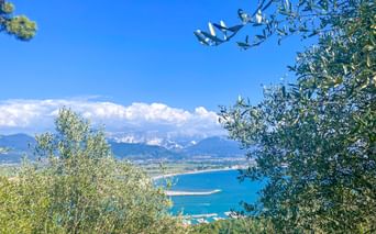 Blick durch Olivenbaumzweige auf das türkisfarbene Mittelmeer und entfernte Berge unter blauem Himmel in Cinque Terre, Italien.