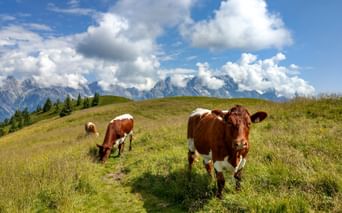 Panoramic view of mountains and cows