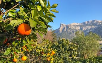 Oranges in the Tramuntana Mountains with a beautiful view of the mountains