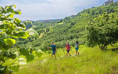 Three hikers in the hazelnut groves of Liguria