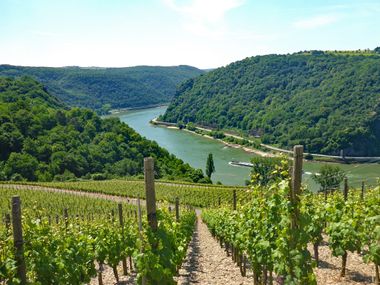 Hiking with view onto vineyards and river Rhine