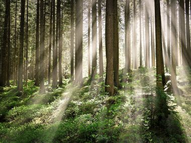 Rays of sunlight flood the forest