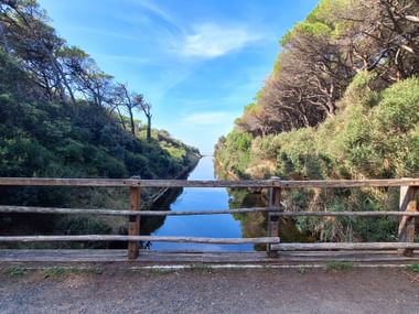 Weg durch Pinienwald mit Kanal