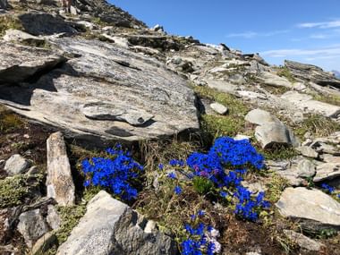 Almwiese mit Felsen und blauem Enzian