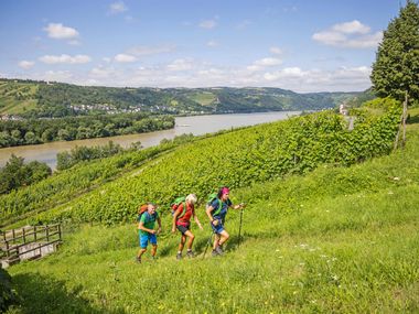 Kleiner Anstieg zwischen Weinreben und Rhein