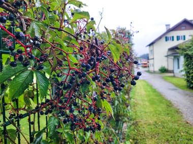 Schwarzer Hollunder wächst am Zaun neben Wanderweg