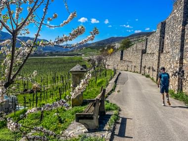 Wanderer mit Rucksack auf Weg neben Steinmauer in der Wachau. Blühende Marillenbäume und Weingärten unter blauem Himmel sichtbar.
