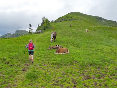 Hiker and horses on the Schwalbenwand