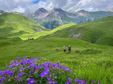 Alpenblumen in den Lechtaler Alpen E5