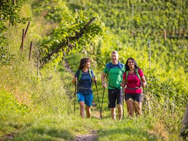 Three hikers in the middle of the vineyards, sunny weather, good mood