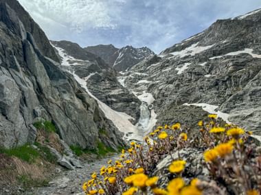 Coltsfoot near waterfall Alpenueberquerung E5 Pitztal