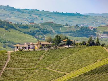 Vineyards in the Langhe region of Piedmont