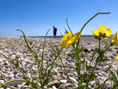 Flower on the beach with hiker in the background