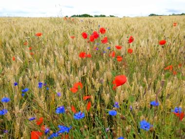 Mohnblumen am Moselsteig