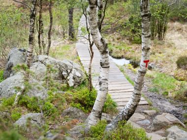 Typical hiking trail over wooden footbridges past birch trees and rocks