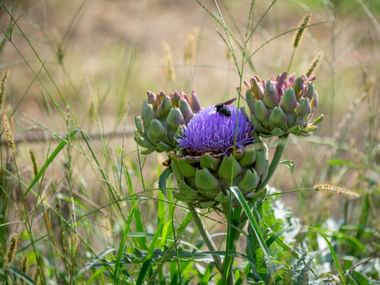 Artichokes from Lagundo Waal