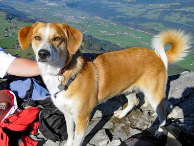 Dog in front of mountain panorama
