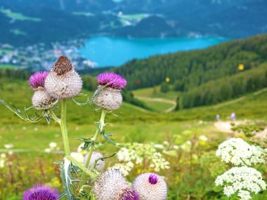 Pink blooming thistles and hogweed on a summer meadow with a view of Sankt Gilgen