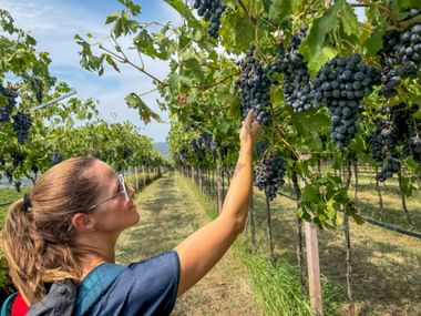 Hiker reaches for grapes in the vineyard