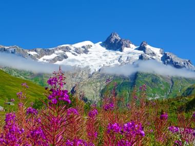 Blumenpracht in der Mont Blanc Region