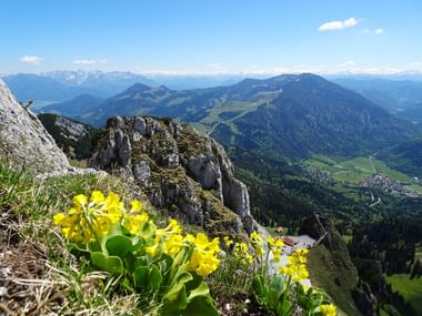 Wandertour am Wendelstein mit Bergpanorama und Blume
