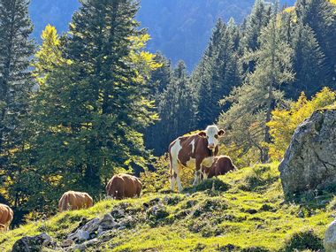 Kühe am Berg auf der Wanderung nach Annaberg