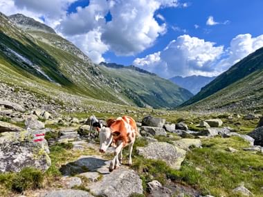 Kuh in den Bergen auf Steinplatten