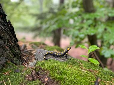 Black and yellow fire salamander on moss-covered rock in Wachau forest. Green foliage visible in blurred background.