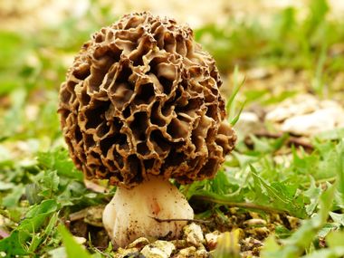 Eatable morel