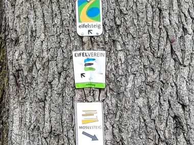 Signposting Moselsteig and Eifelsteig on a tree