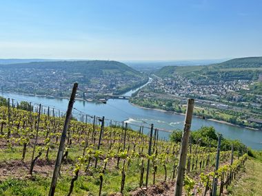 Weingärten am Rhein