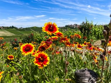 Blühende Blumenmeere entlang des Wanderweges