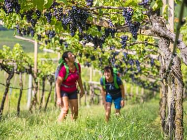Hikers among the vineyards in South Tyrol Hikers among the vineyards in South Tyrol