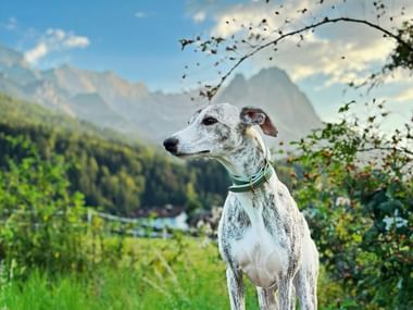 Weiß-grauer Whippet mit grünem Halsband steht auf einer Wiese bei Garmisch mit bewaldeten Bergen im Hintergrund.