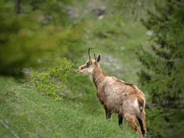 Chamois in its natural habitat in the Alps