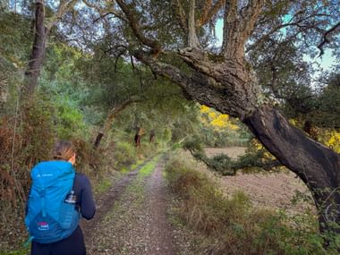 Wanderin mit blauem Rucksack auf Feldweg durch Korkeichenwald am spanischen Jakobsweg. Großer verdrehter Baumstamm über dem Weg sichtbar.