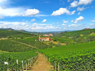 Weinberge in Piemont