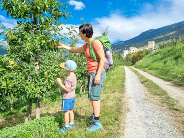 Apple trees on the hiking trail near Churburg Castle in South Tyrol