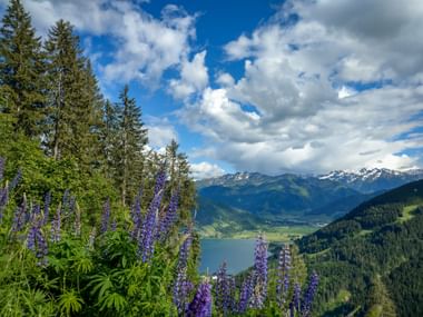 Lila Lupinen rahmen einen Panoramablick auf den Zeller See ein, umgeben von Bergen. Nadelbäume und schneebedeckte Gipfel unter bewölktem Himmel.